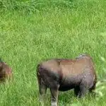 alaska wildlife moose