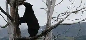 Bear Climbing Tree in Alaska