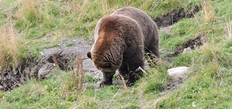 Bear viewing in Denali Park