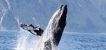 Alaskan Whale