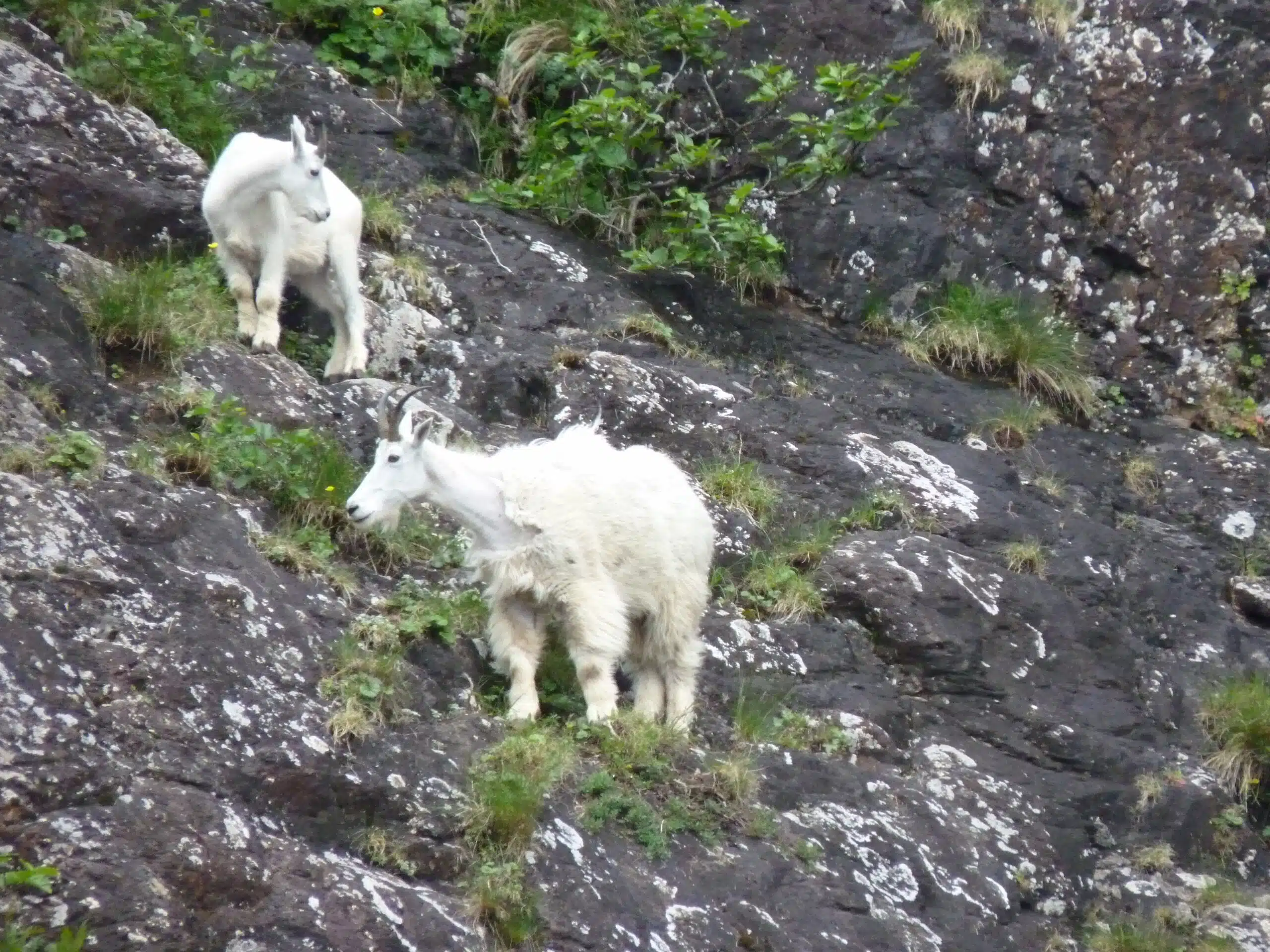 Alaska Wildlife mountain goats
