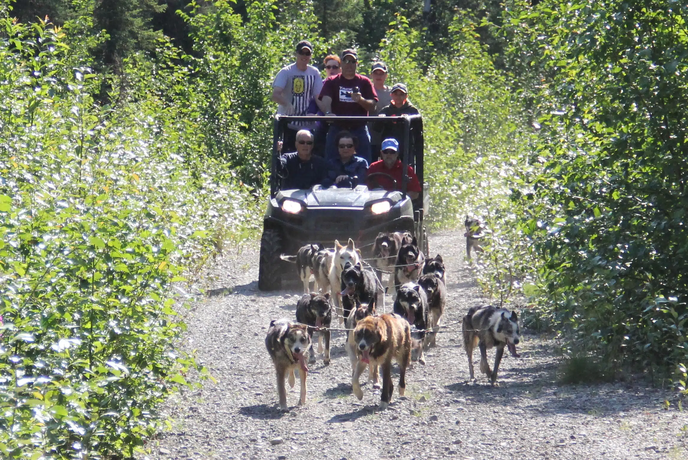 alaska sled dog tour