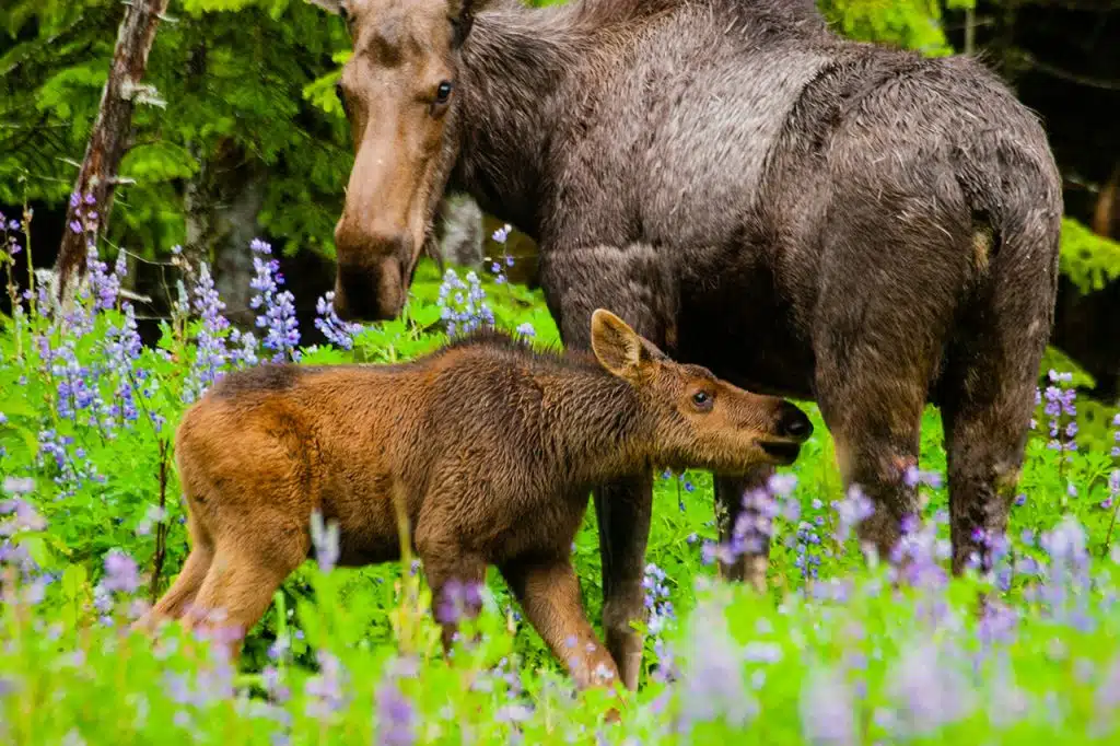 Spring moose calf in Alaska
