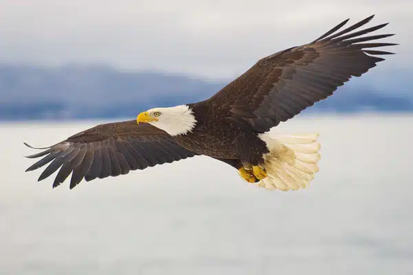 Alaskan Eagle