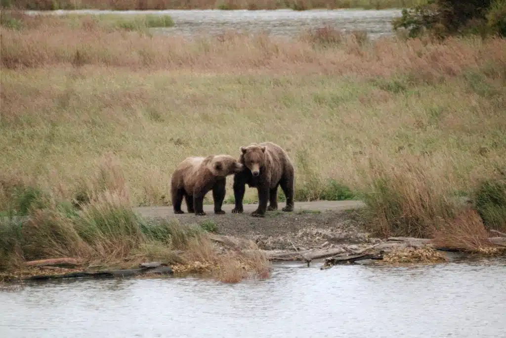 Grizzly sow and cub in Katmai National Park