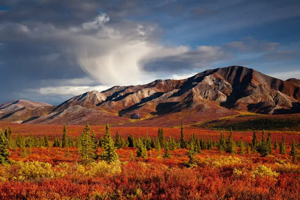 fall foliage colors in Denali, Alaska