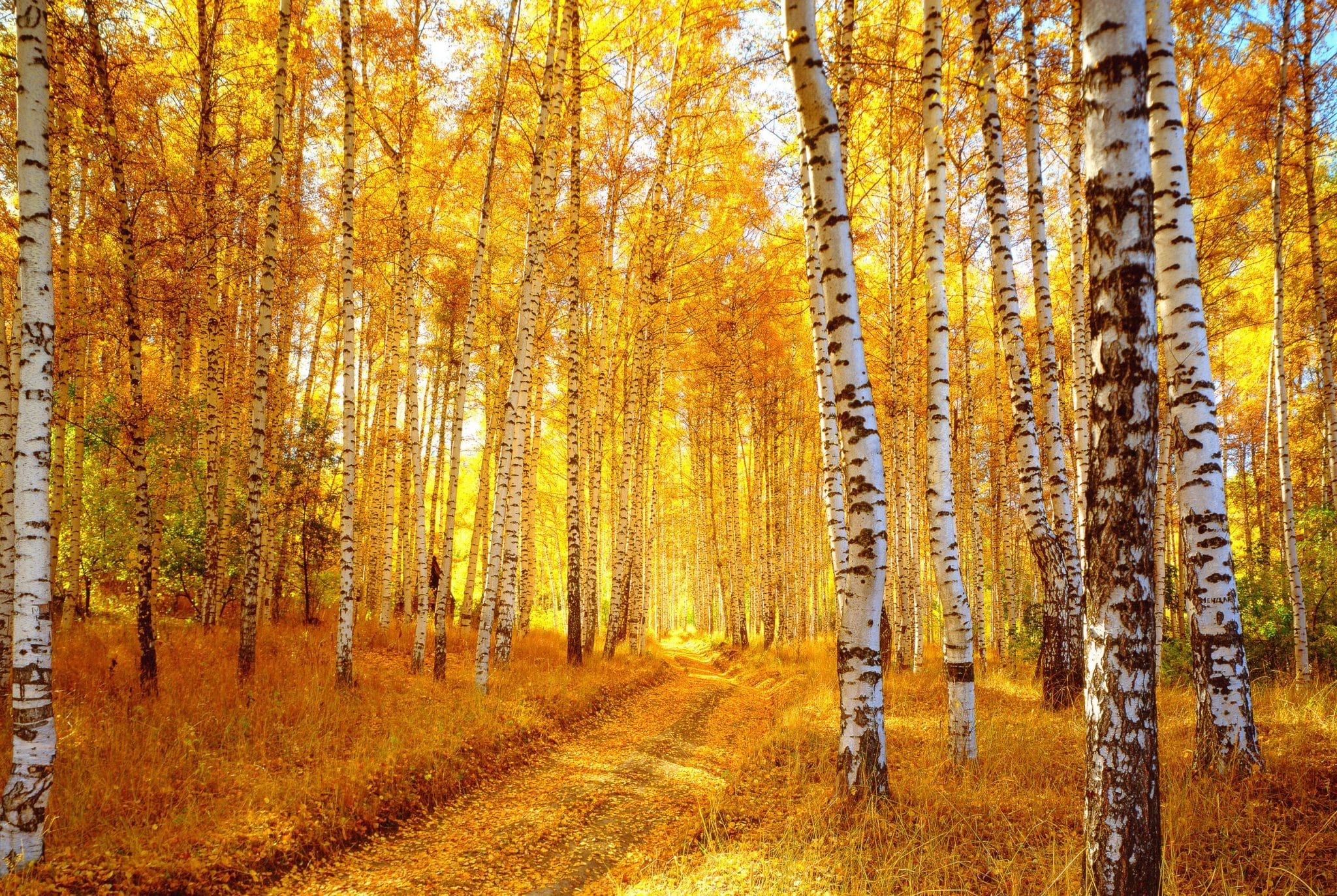 Autumn colors of Alaska Fall Foliage