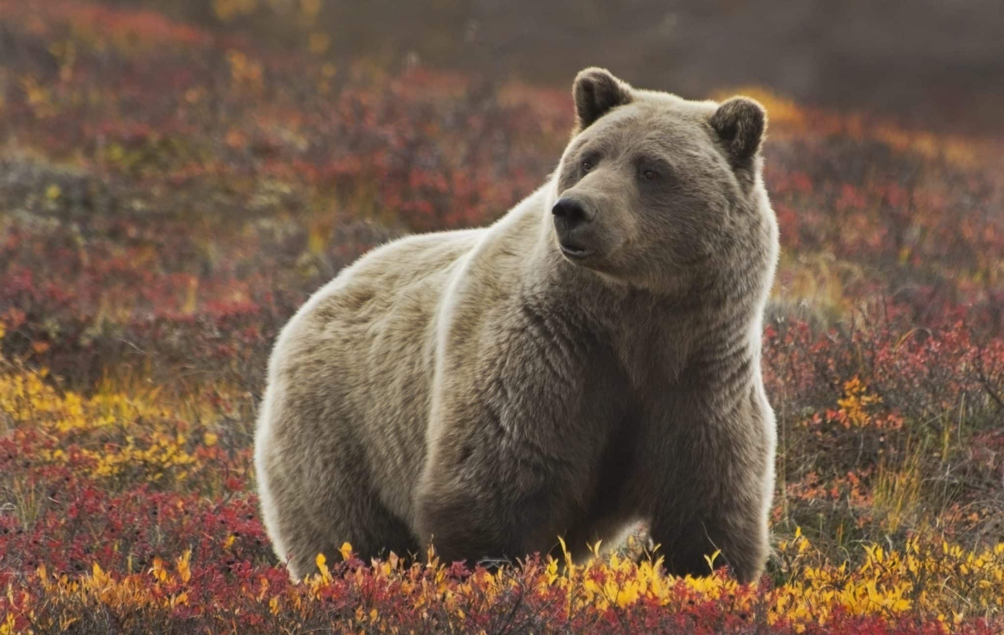 Grizzly in Denali Park, Alaska