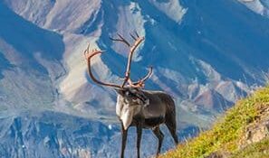 Denali Park caribou