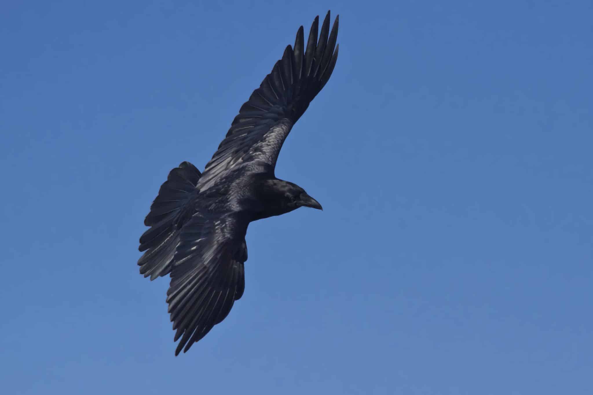 do ravens travel in groups
