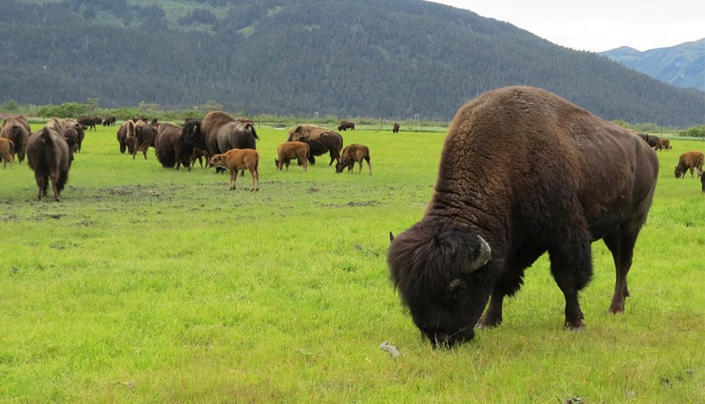 Alaska wildlife wood bison