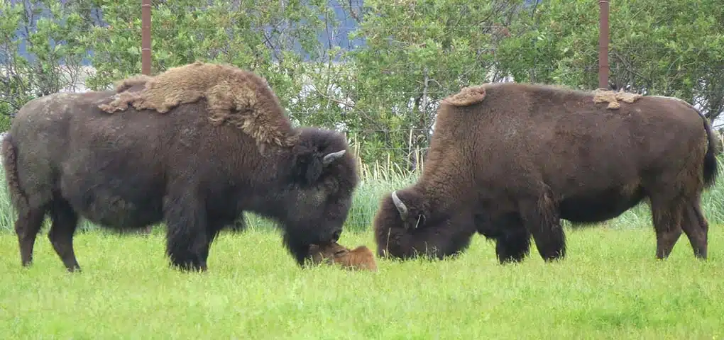 Wood bison at Alaska wildlife conservation center