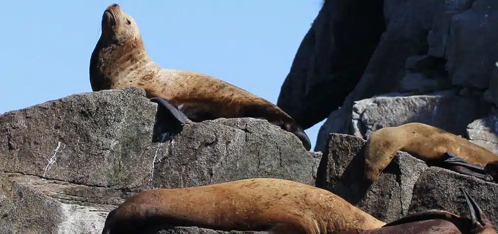 sea lions, Kenai Fjords NP Alaska