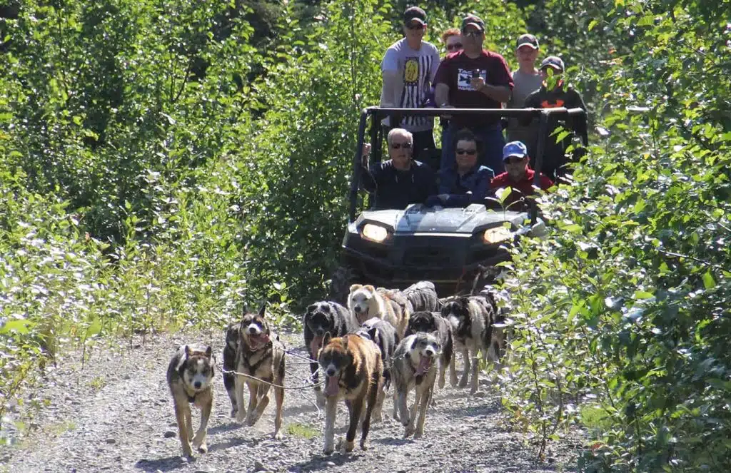 alaska sled dog tour