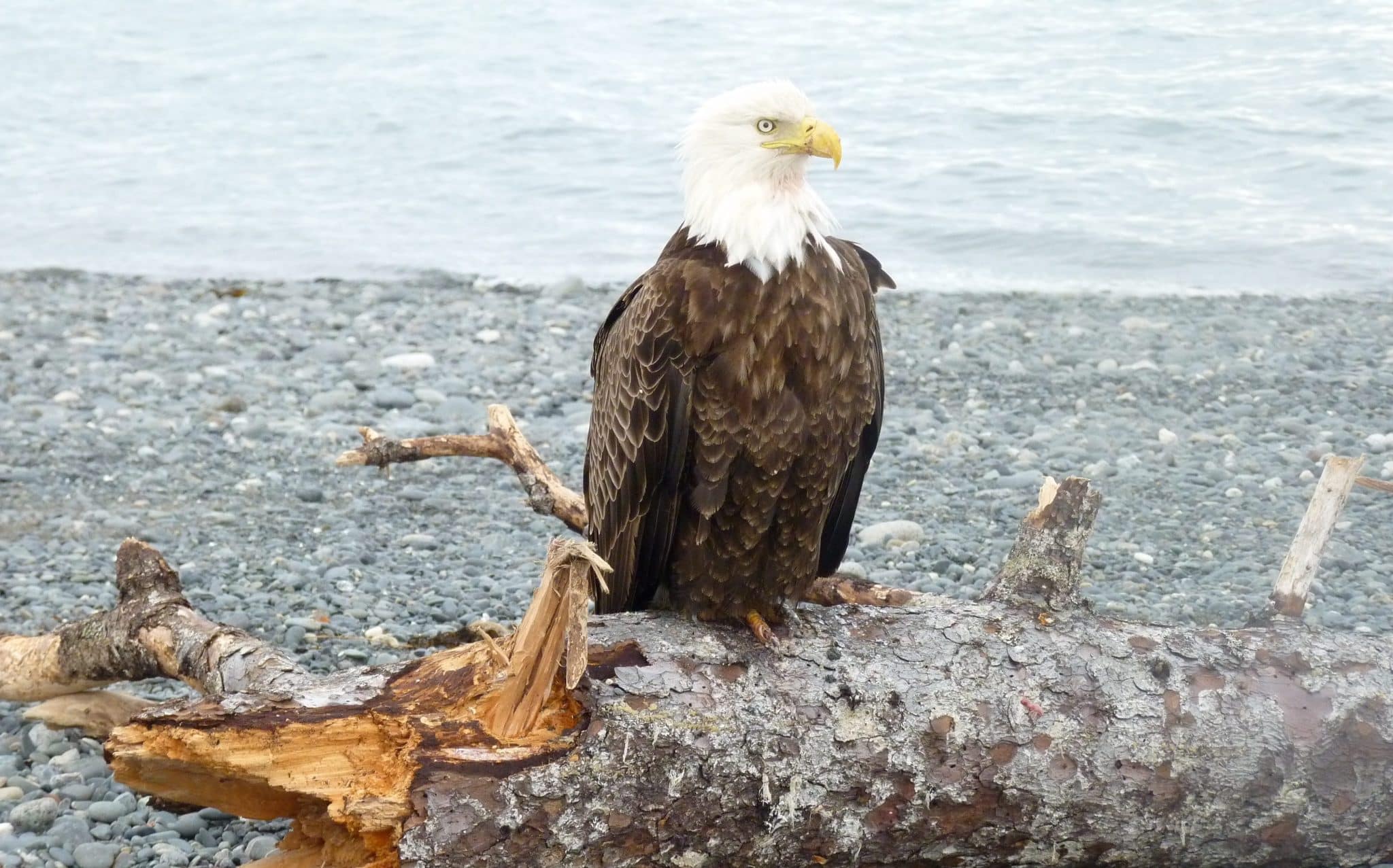 Alaska eagle