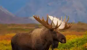 alaska wildlife bull moose