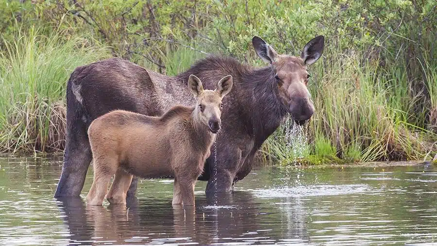 alaska wildlife moose cow and calf in pond
