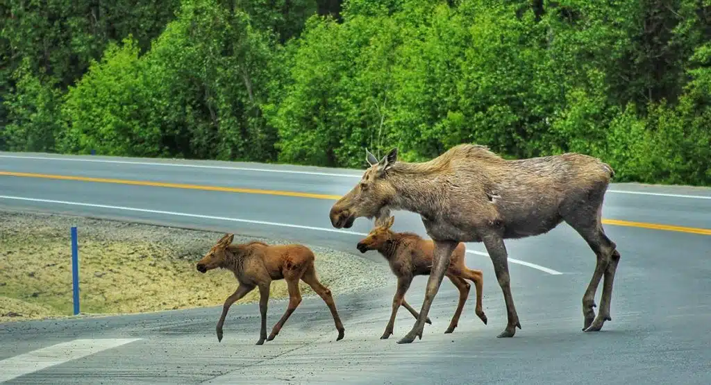Alaska moose and twins crossing road