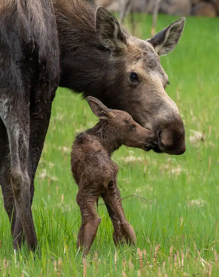 Newborn moose calf alaska