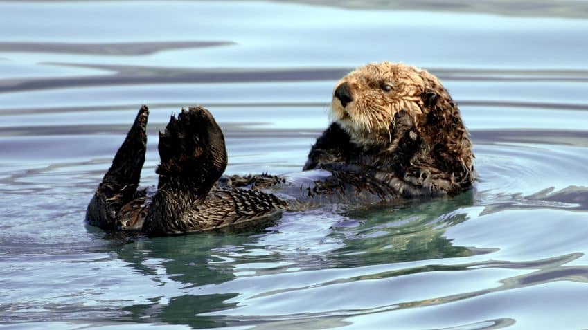 Alaska Wildlife - otter