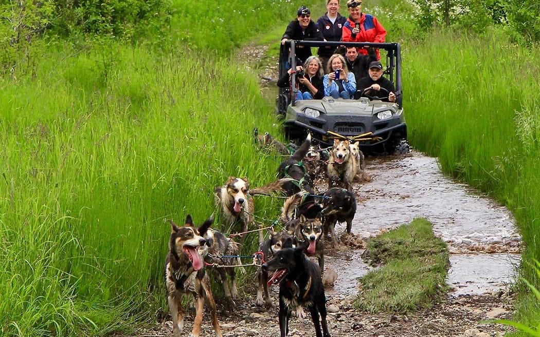 Sled dog tour Alaska