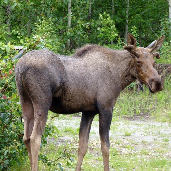 Alaskan wildlife - moose
