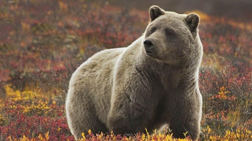 grizzly bear, Denali NP Alaska