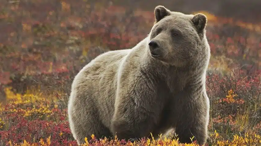 grizzly bear, Denali NP tour