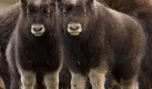 Spring musk ox babies