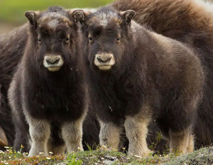 Spring musk ox babies