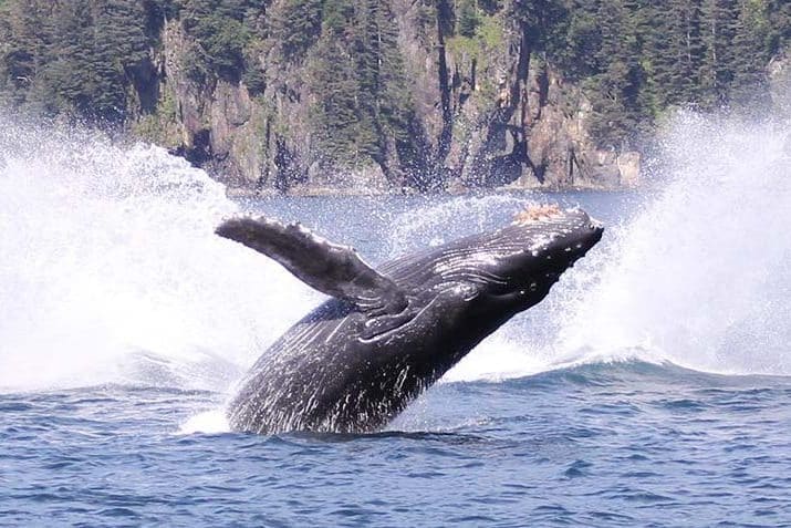 humpback seward alaska