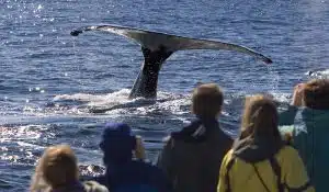Seniors watching whales in Alaska