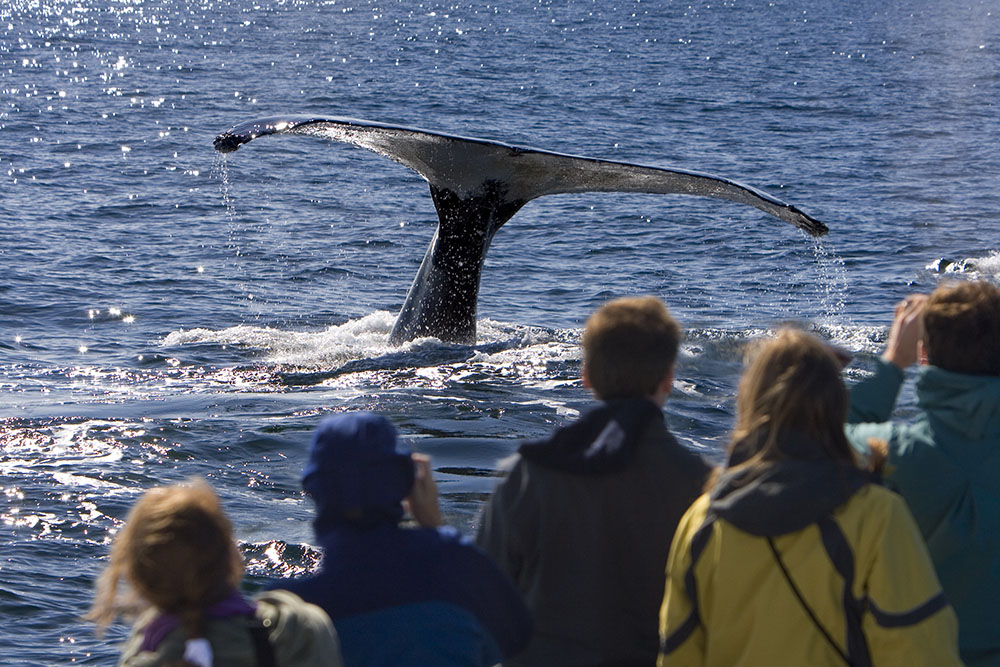 Alaska Tours for Seniors Alaskan Tour Guides