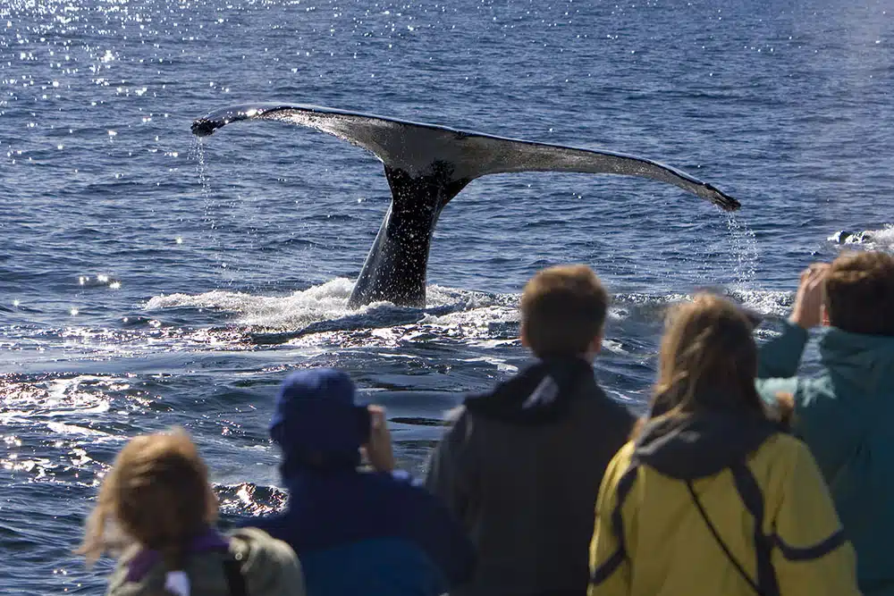 Seniors watching whales in Alaska