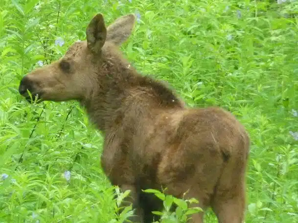 alaska wildlife moose calf