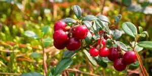 Wild cranberries