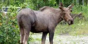 Young moose