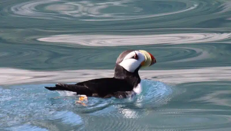 horned puffin seward alaska