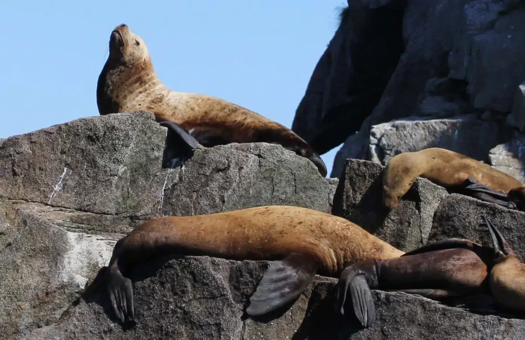 sealions kenai fjords np alaska