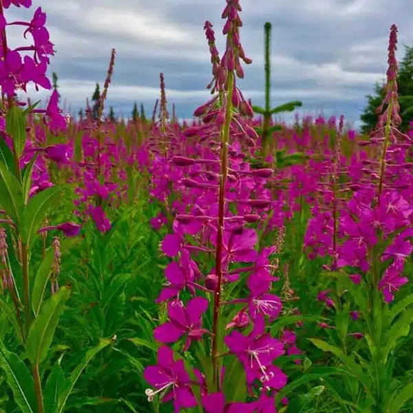 Best of Alaska