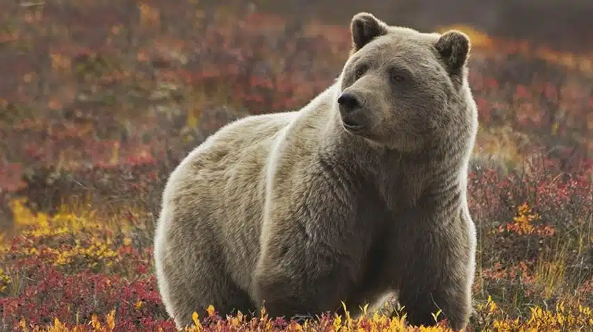 grizzly bear denali alaska