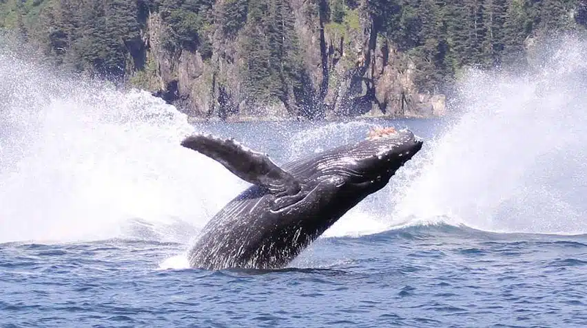 humpback seward alaska