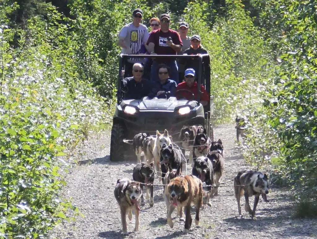 alaska sled dog tour