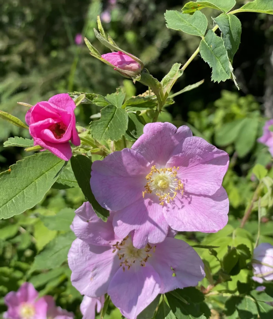 Alaska Spring Roses
