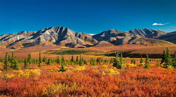 Autmn DenalI Feature