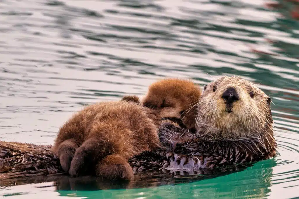 Alaska Otter mom