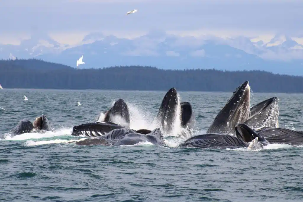 Alaska whale bubble feeding