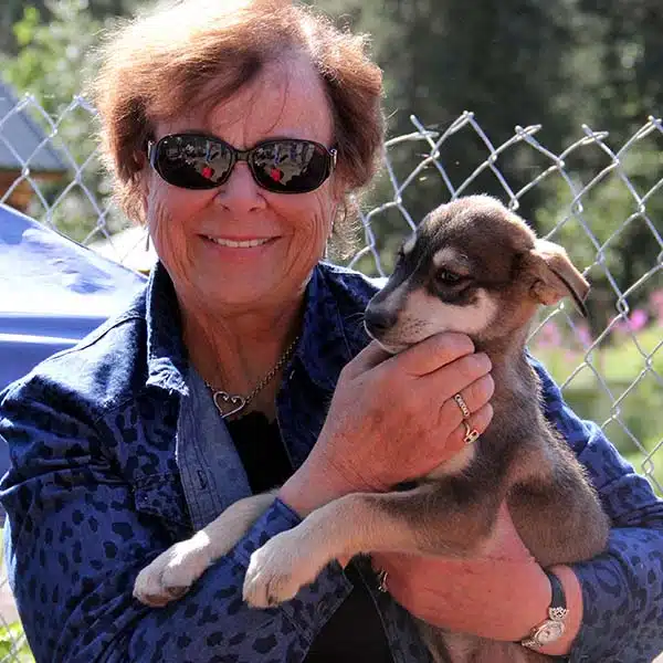 alaska sled dog tour puppy