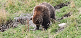 Alaskan Bear
