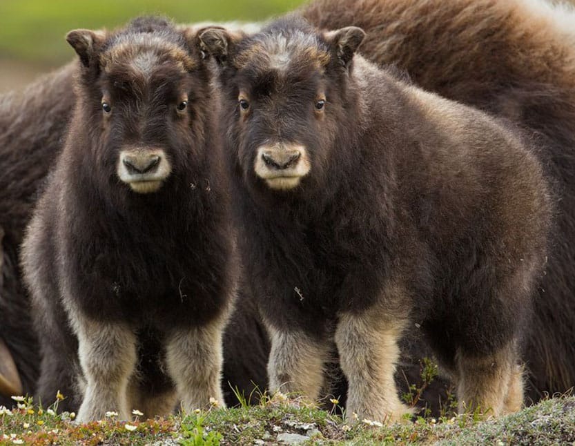 Spring-musk-ox-babies